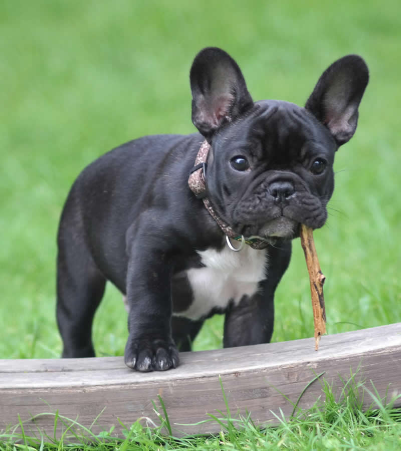 hotel tarthesh lusso guspini sardegna animali ammessi