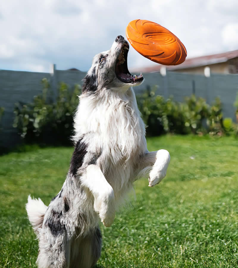 hotel tarthesh lusso guspini sardegna animali ammessi pets